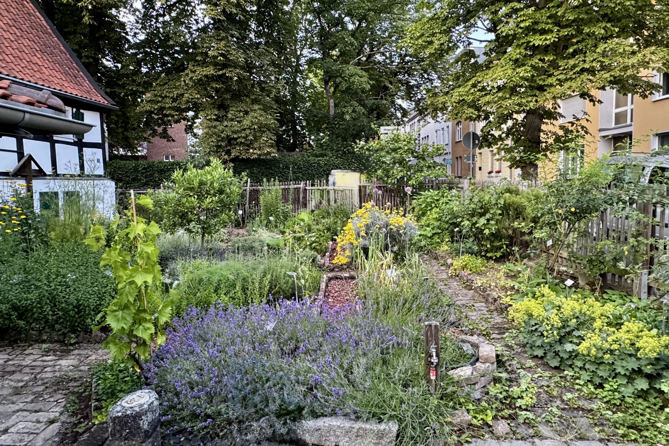 Der Kräutergarten im Sommer